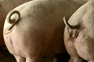 Bottom Prints: Large White Pigs – Rear view showing curly tails