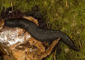 Slugs Prints: Large woodland slug, on old log