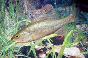 Edible Prints: Largemouth Bass Mississippi River Basin USA