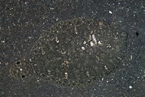 Largescale Flounder camouflaged on black sand