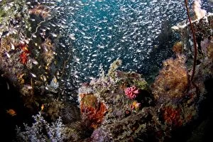 Ambassis Gallery: Largespined Glassfish / Estuarine Glass Perchlet