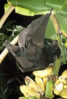 Largest Australian Fruit Bat / Black Flying Fox