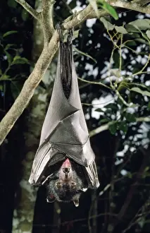 Bats Prints: Largest Australian Fruit Bat / Black Flying Fox Distribution