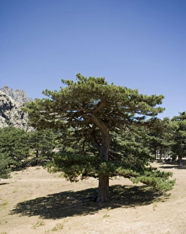 Images Dated 19th July 2005: Laricio / Corsican Pine - Bavella's Pass 1218 m - Corsica