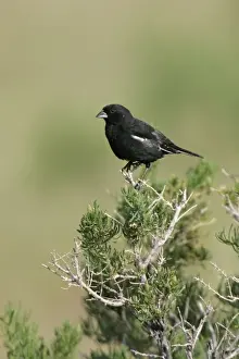 Lark Bunting