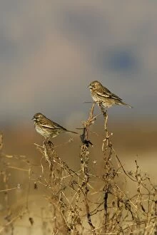Images Dated 25th February 2007: Lark Bunting