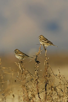 Images Dated 25th February 2007: Lark Bunting