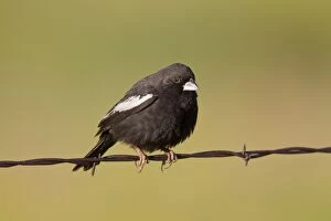 Buntings Gallery: Lark Bunting - adult male perched on barbed wire fence