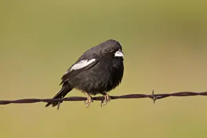 Bunting Prints: Lark Bunting - adult male perched on barbed wire fence - July - Colorado - USA