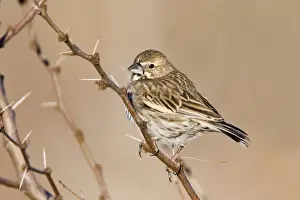 Lark Bunting - female in winter. Texas Panhandle in January