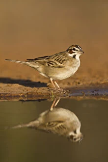 Lark Sparrow (Chondestes grammacus) drinking