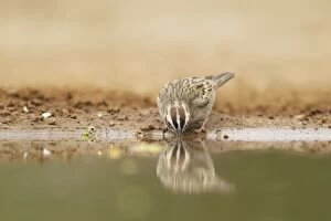 Images Dated 2nd May 2012: Lark Sparrow - drinking