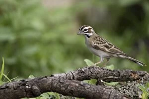 Images Dated 18th April 2006: Lark Sparrow - Red Corral Ranch - Texas