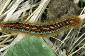 Larva of Lackey Moth ROG 7895 Malacosoma neustria &copy; Bob Gibbons / ARDEA LONDON