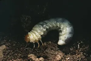 Grub Prints: Larva of Lesser Stag Beetle