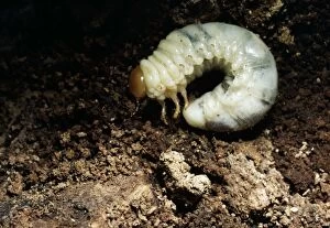 LARVA OF LESSER STAG BEETLE - in rotting Beech stump