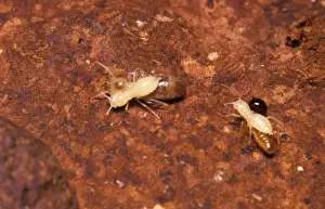 Termites Prints: Larvae of Jockey beetle - inquiline carried by Nosy termites (Nasutitermes walkeri) to be fed by other termites
