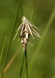 Moth Collection: Larval (and pupal) case of bagworm, or psychid moth, constructed of plant fragments