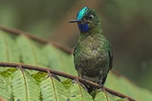 Images Dated 18th December 2016: Las Tangaras Bird Reserve, Choco, Colombia Las Tngaras