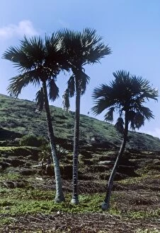 Images Dated 22nd March 2011: Latan Palms - endemic - Round Island - Mauritius