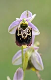 Images Dated 6th June 2012: Late spider Orchid - Close up of flower