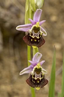 Images Dated 31st May 2014: Late Spider Orchid in flower (very rare in UK)