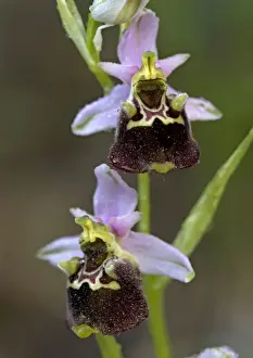 Late spider orchid. Very rare in UK, on chalk and limestone grassland