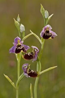 Images Dated 11th June 2012: Late Spider Orchid / the weaving plants