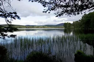 Scotland Gallery: Late spring evening Loch Garten - RSPB Abernethy Forest Nature Reserve