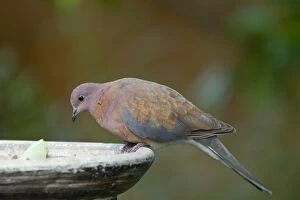 Images Dated 25th May 2012: Laughing Dove - in breeding plumage drinking from bird bath