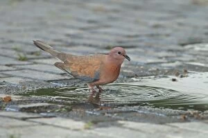 Images Dated 24th May 2012: Laughing Dove - in breeding plumage drinking from puddle