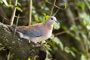 Laughing Dove - on perch