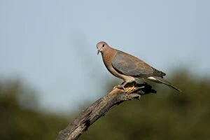 Images Dated 28th February 2006: Laughing Dove Perched on fallen tree Etosha National Park, Namibia, Africa