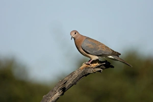 Images Dated 28th February 2006: Laughing Dove Perched on fallen tree Etosha National Park, Namibia, Africa