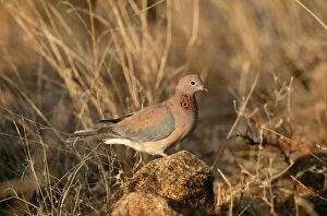 Images Dated 24th June 2004: Laughing Dove Semi-arid zones, Africa