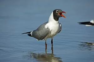 Images Dated 19th April 2008: Laughing Gull - Adult in Breeding Plumage - Vocalizing - Standing near shore of Gulf of Mexico