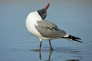 Images Dated 19th April 2008: Laughing Gull - Adult in Breeding Plumage - Vocalizing - Standing near shore of Gulf of Mexico