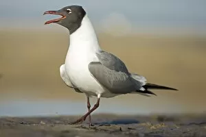 Laughing Gull - Adult in Breeding Plumage Calling