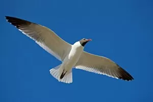 Images Dated 19th April 2008: Laughing Gull - Adult in breeding plumage in flight - Gulf of Mexico coast - Mississippi - USA