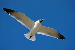 Laughing Gull - Adult in breeding plumage in flight - Gulf of Mexico coast - Mississippi - USA