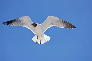 Laughing Gull - Adult in Breeding Plumage - On Gulf of Mexico coast - Mississippi - USA