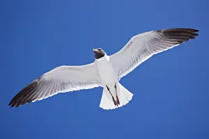 Laughing Gull - Adult in Breeding Plumage - On Gulf of Mexico coast - Mississippi - USA