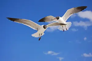 Laughing Gull - Adult in Breeding Plumage - On Gulf of Mexico coast - Mississippi - USA