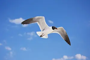 Laughing Gull - Adult in Breeding Plumage - On Gulf of Mexico coast - Mississippi - USA