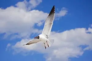 Laughing Gull - Adult in Breeding Plumage - On Gulf of Mexico coast - Mississippi - USA