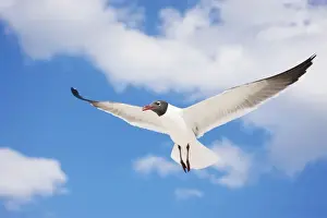 Laughing Gull - Adult in Breeding Plumage - On Gulf of Mexico coast - Mississippi - USA