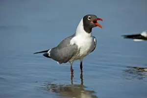 Laughing Gull - Adult in Breeding Plumage - Vocalizing - Standing near shore of Gulf of Mexico coast - Mississippi - USA