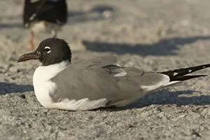 Laughing Gull - in breeding plumage on beach