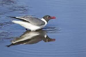 Images Dated 27th April 2012: Laughing Gull - drinking