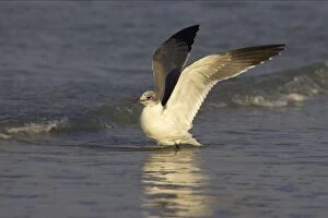 Images Dated 17th October 2005: Laughing Gull - flapping wings Fort Myers Beach, florida, USA BI000527